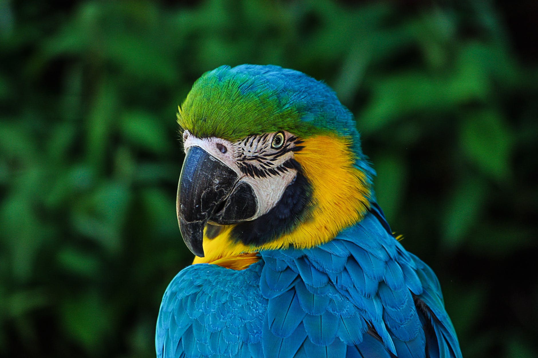 Blue and yellow bird