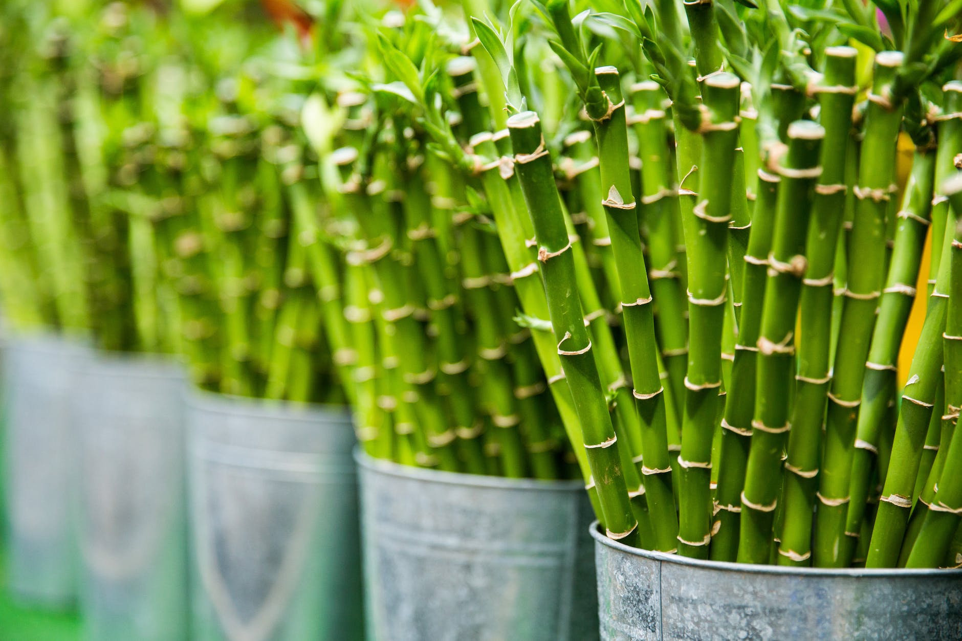 Bamboo sticks in gray buckets