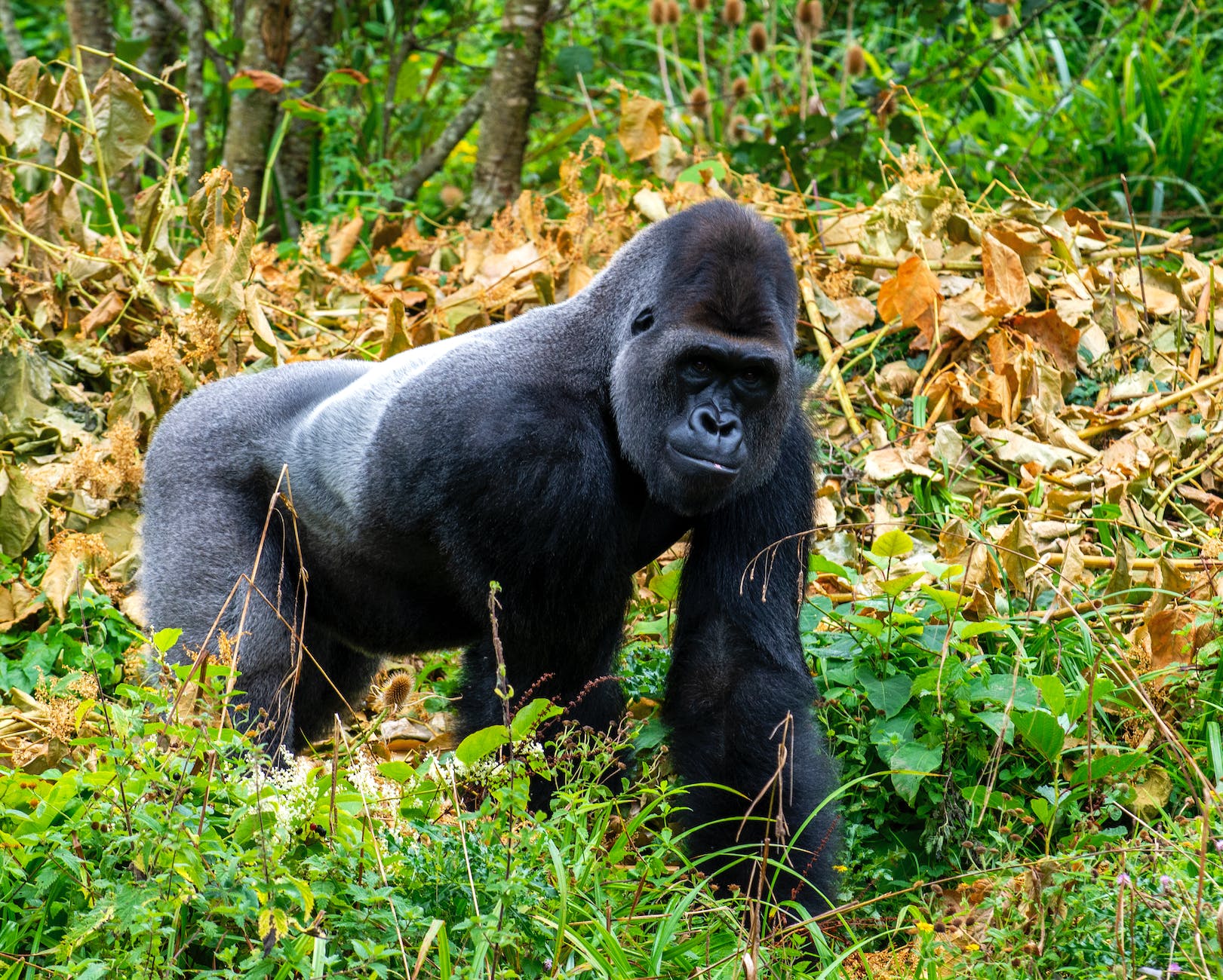 gorilla in the wild