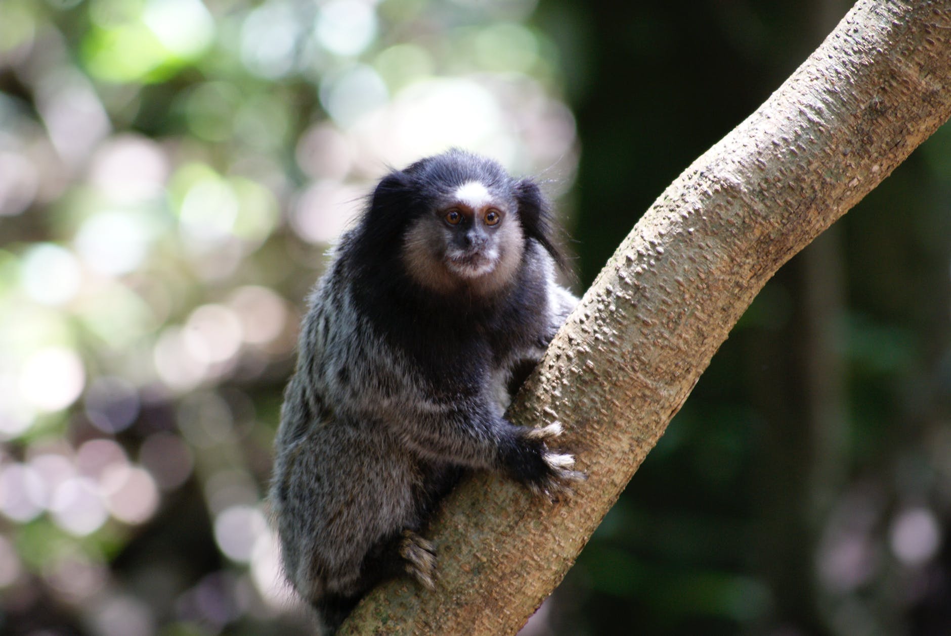primate on tree branch