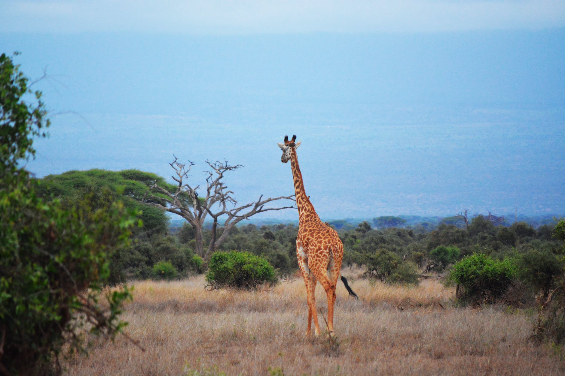 brown and black giraffe in the savanna