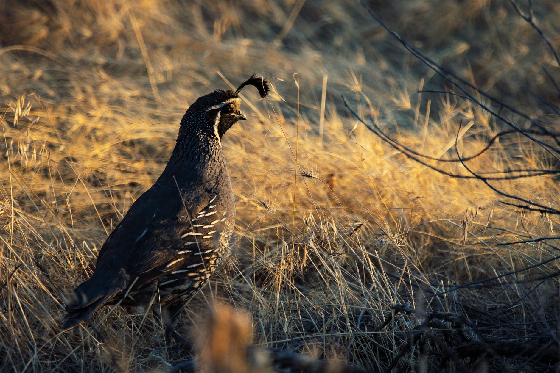 black quail on brown grass