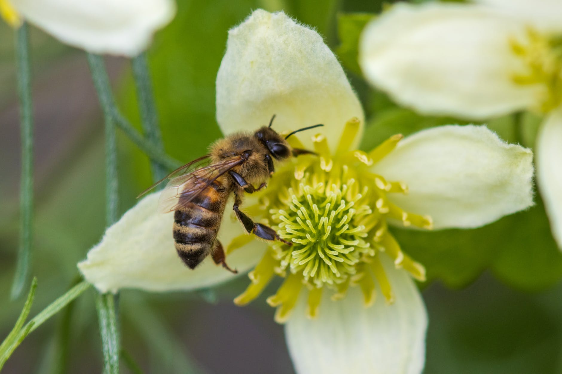 bee on flower