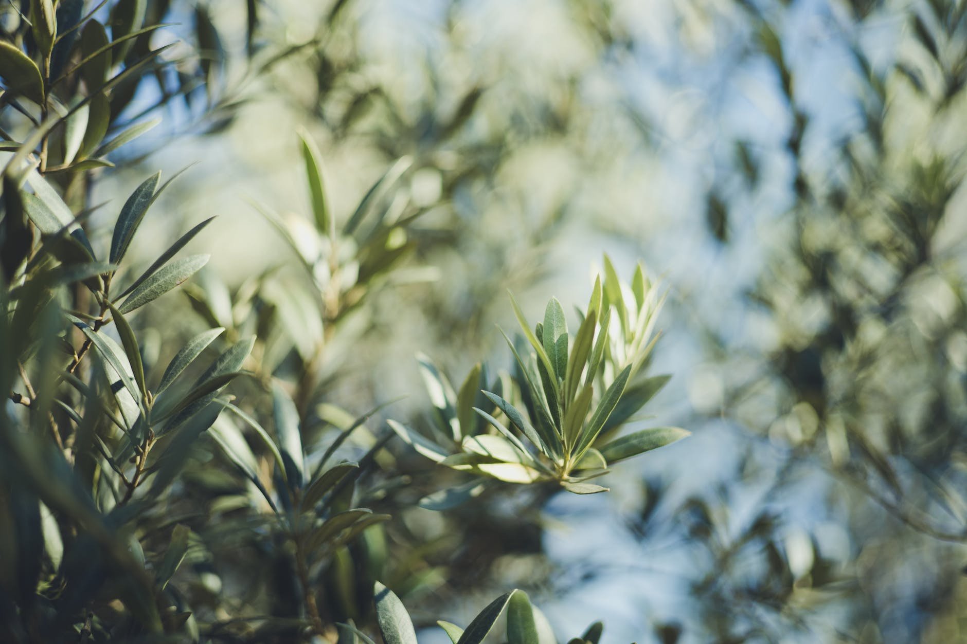 close up of olive tree leaves and branches