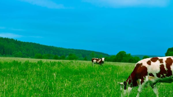Photo by Andrey Niqi on Pexels.com