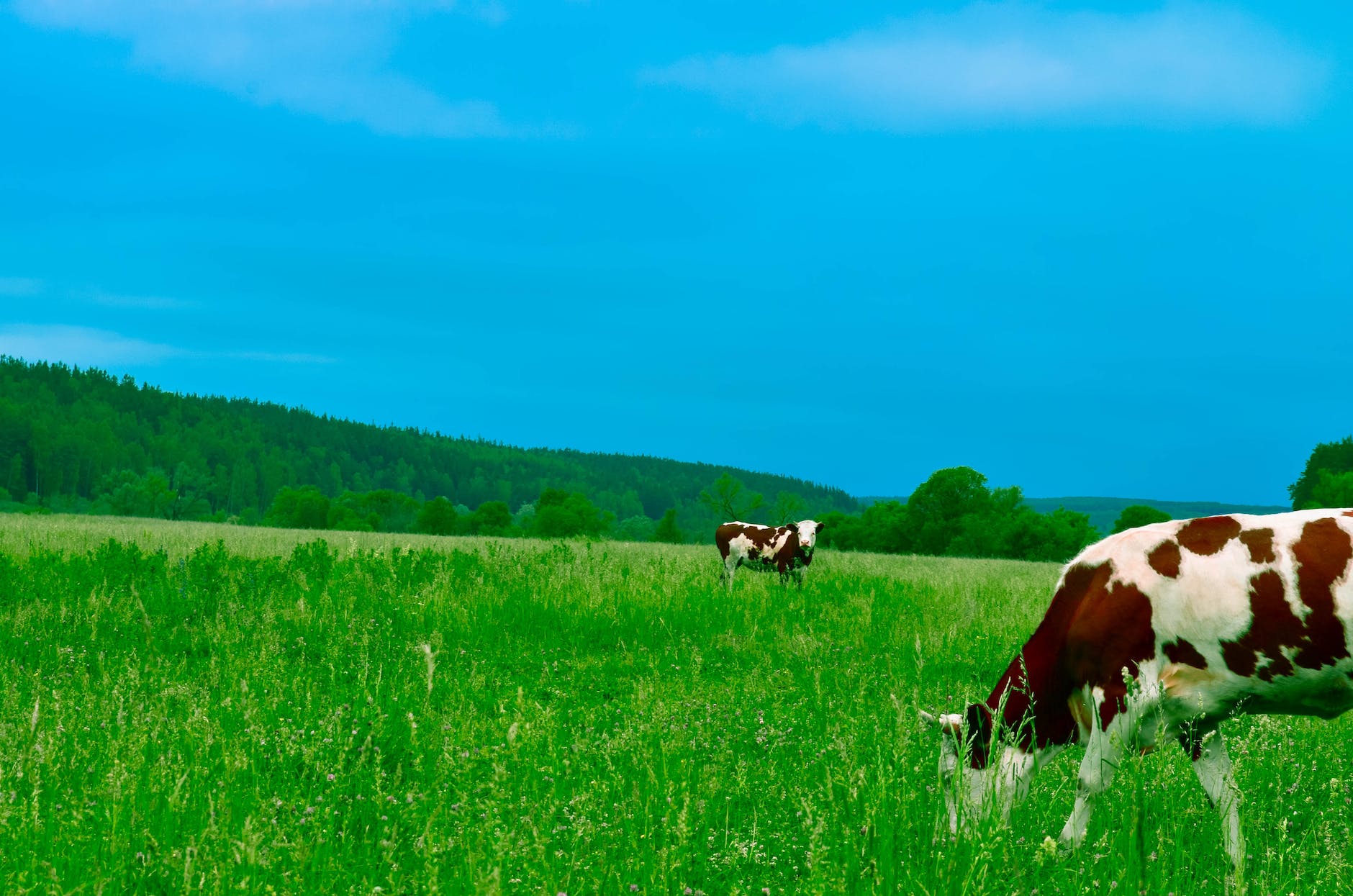 cows grazing on field