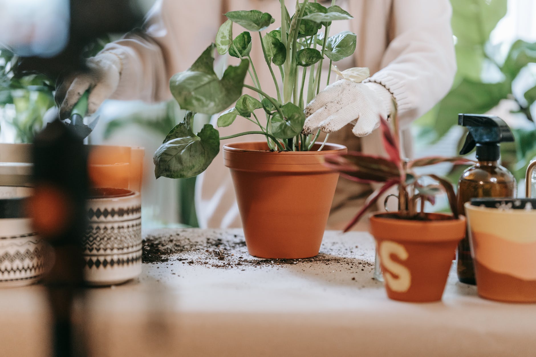 potted plants and gloved hand tending to one pot