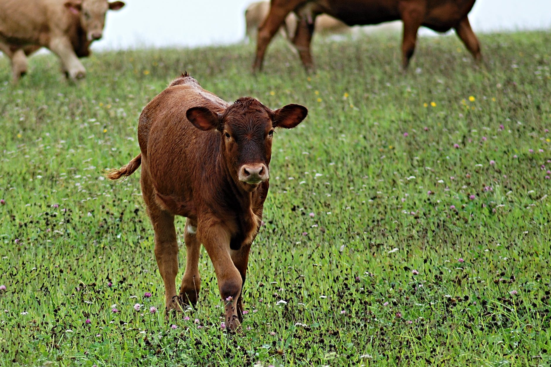 brown baby cow in green grass during the day