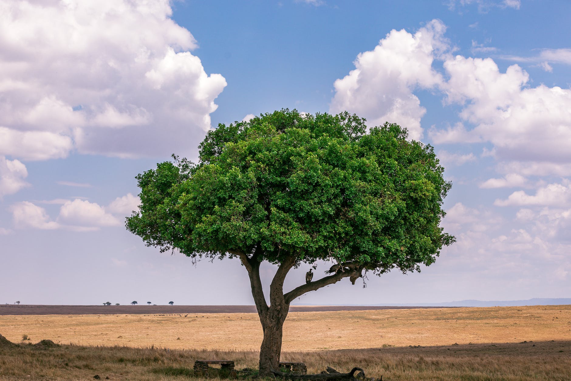 a bird perched on the branch of a tree in the savanna
