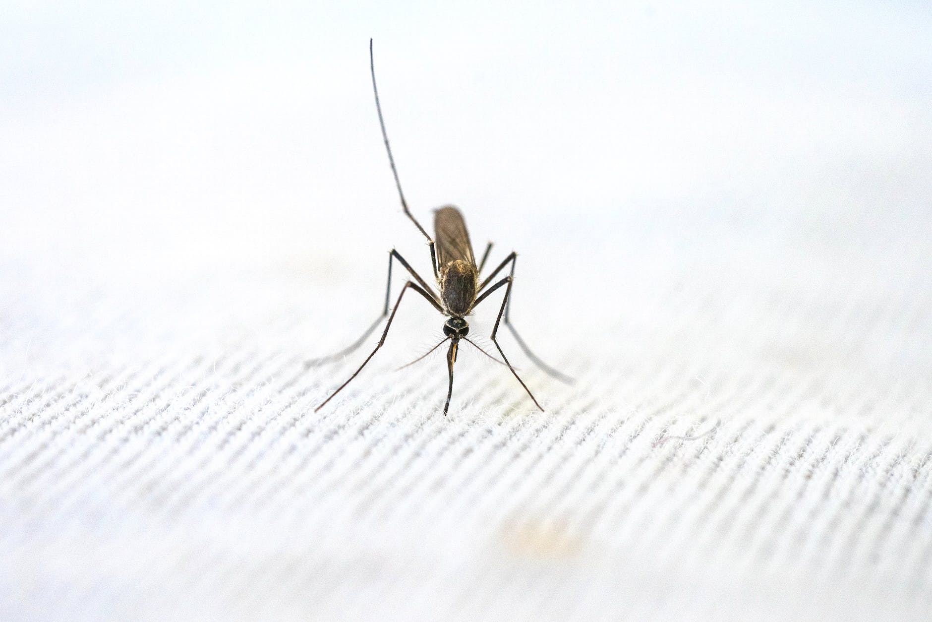 close-up view of mosquito