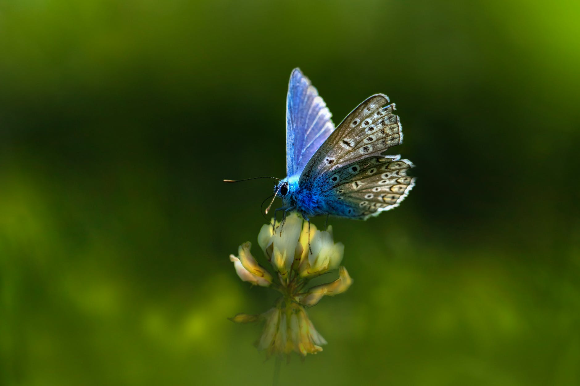 close up of common blue butterfly