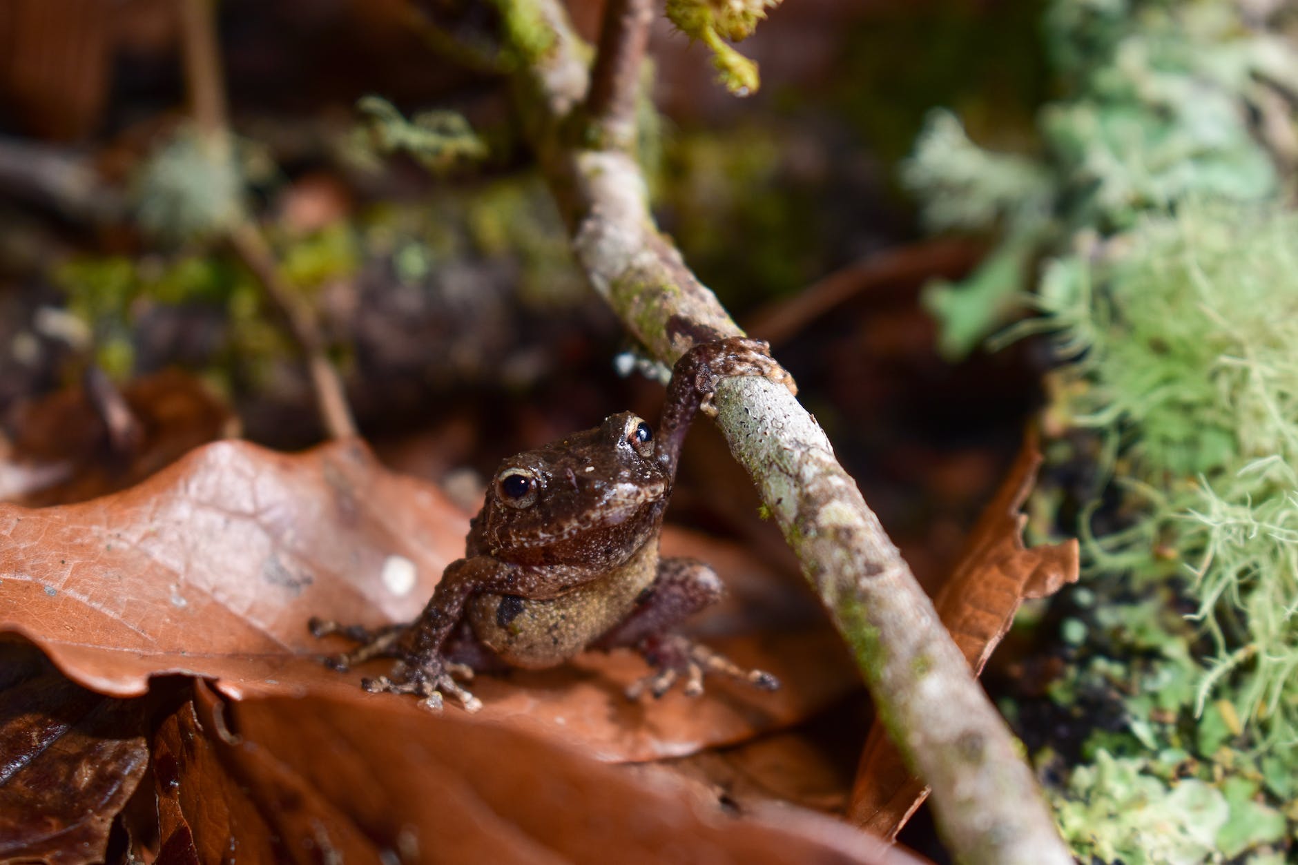 amphibian on leaf