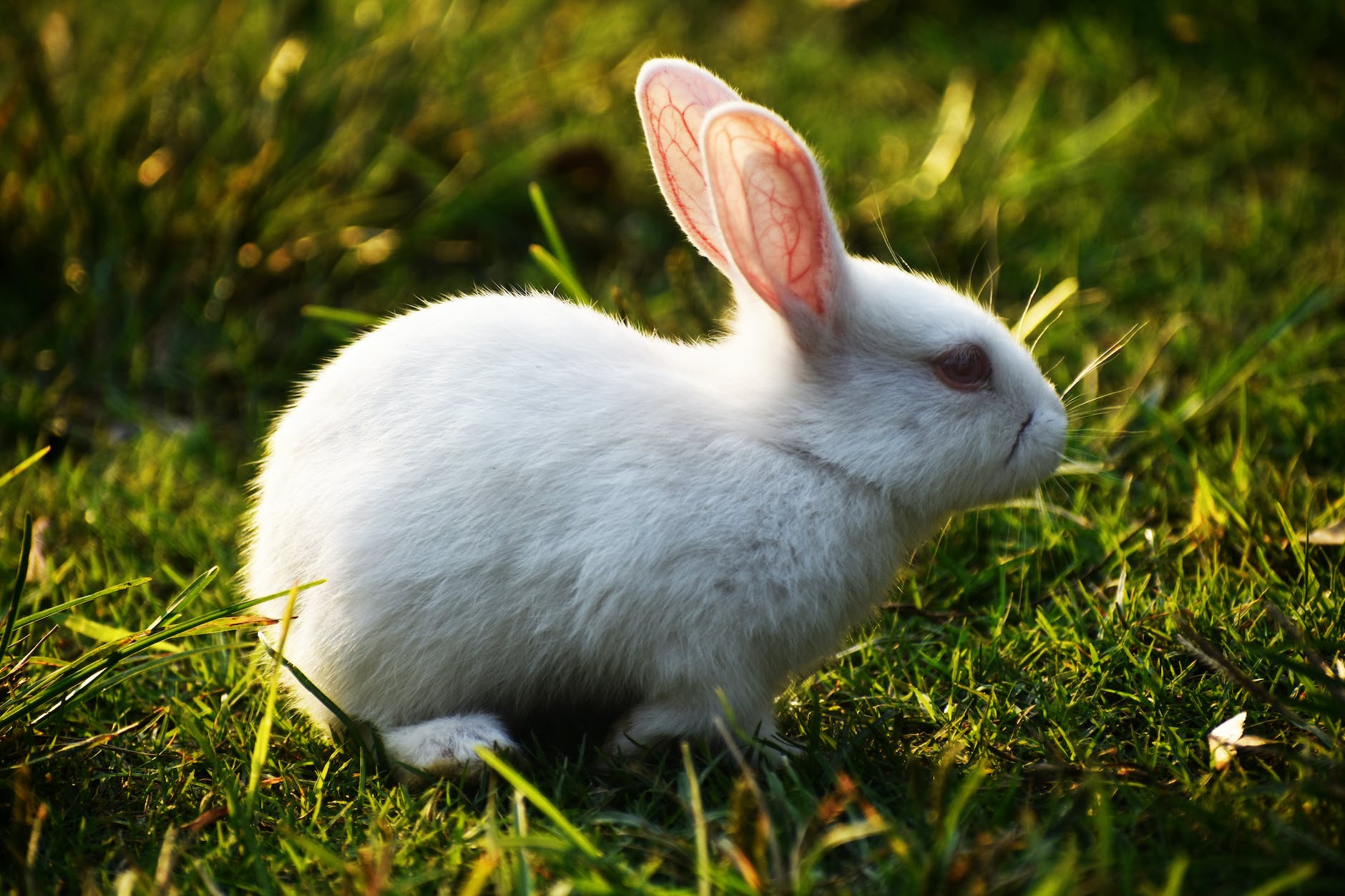 white bunny rabbit with long ears