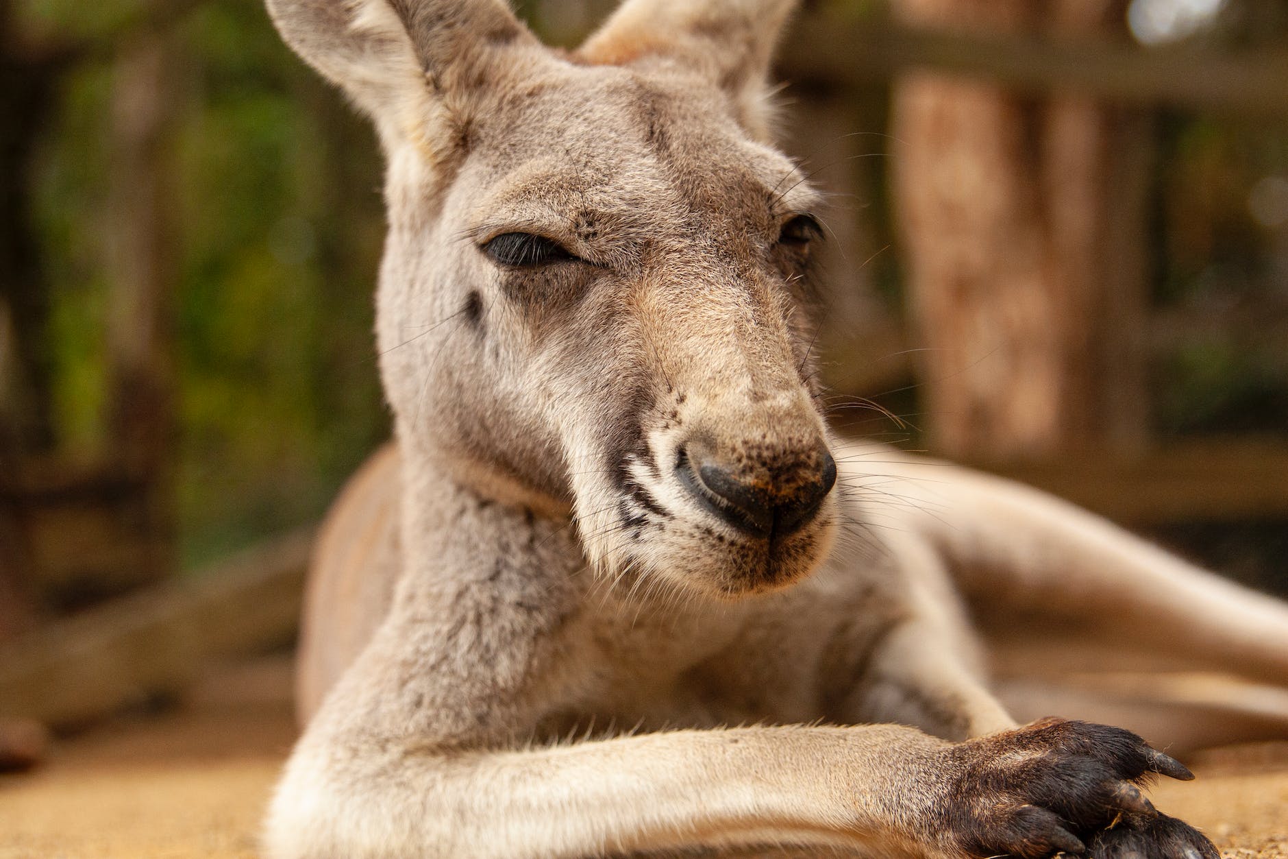 brown kangaroo lying on ground