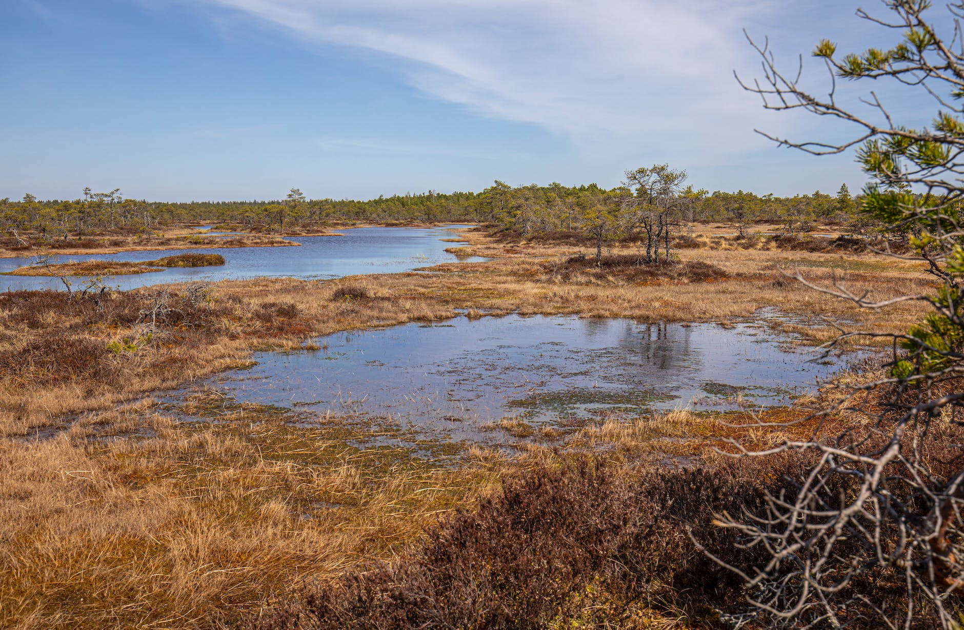 swamp forest