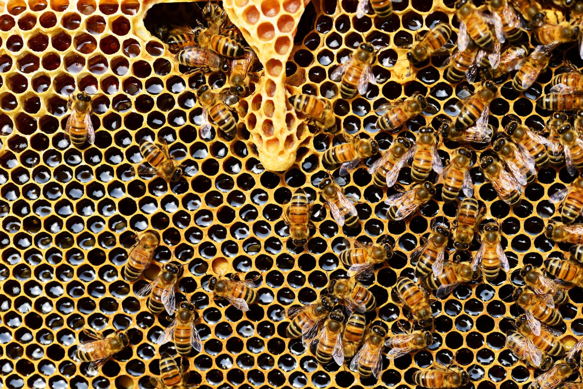 top view of bees putting honey