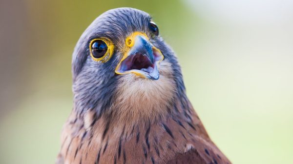 Photo by Jean van der Meulen on Pexels.com