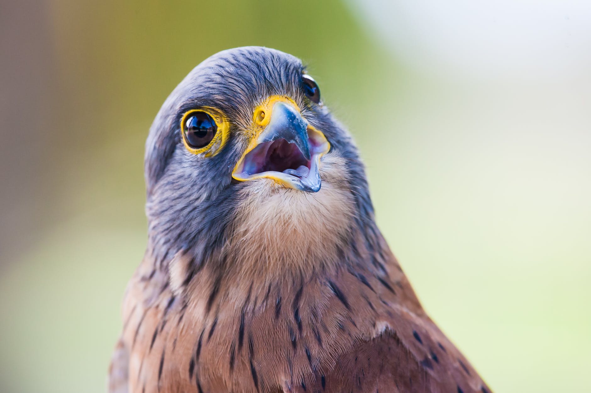 portrait of brown and gray bird