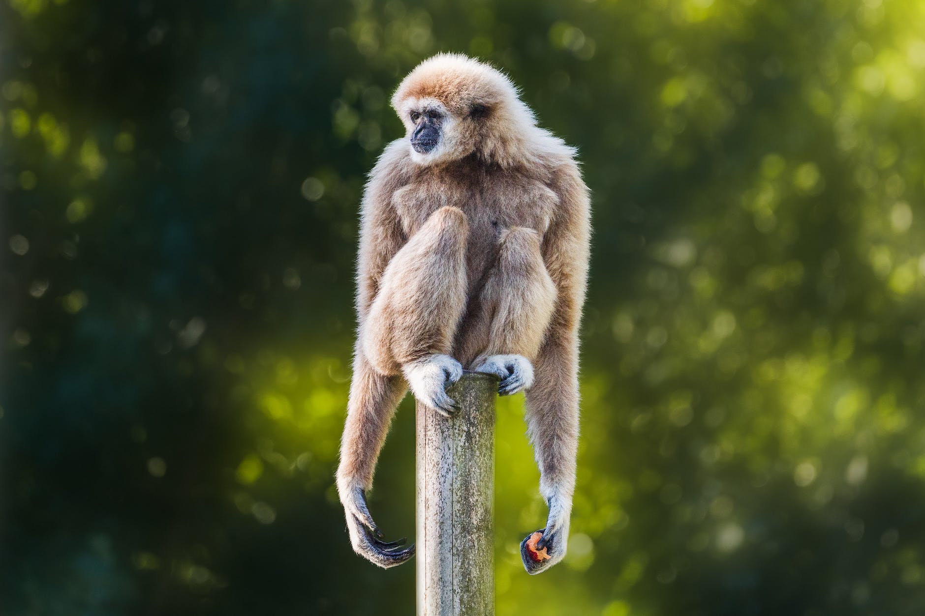 gibbon sitting on wooden post