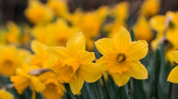 Photo by Julian Majer on Pexels.com