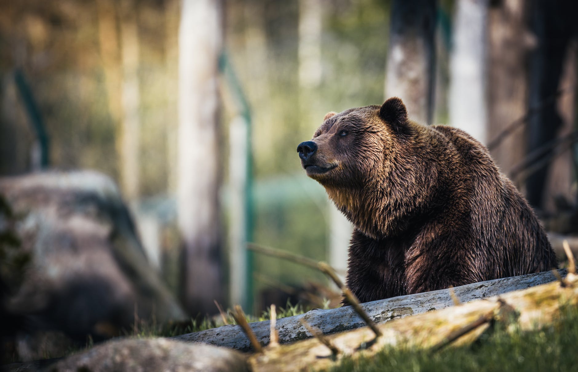 bear in woods
