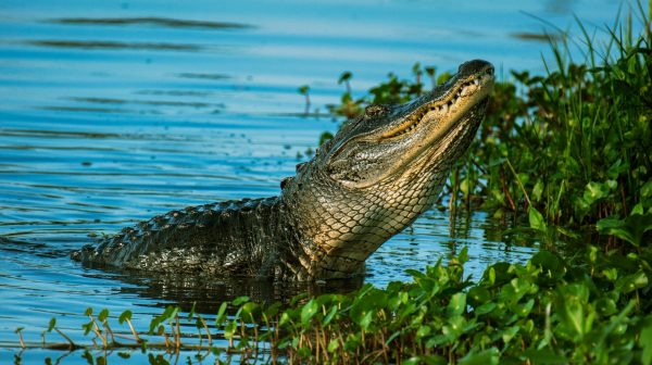 Photo by Rene Ferrer on Pexels.com