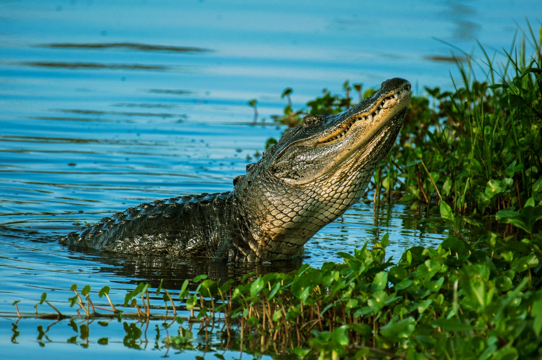 alligator near water with plants