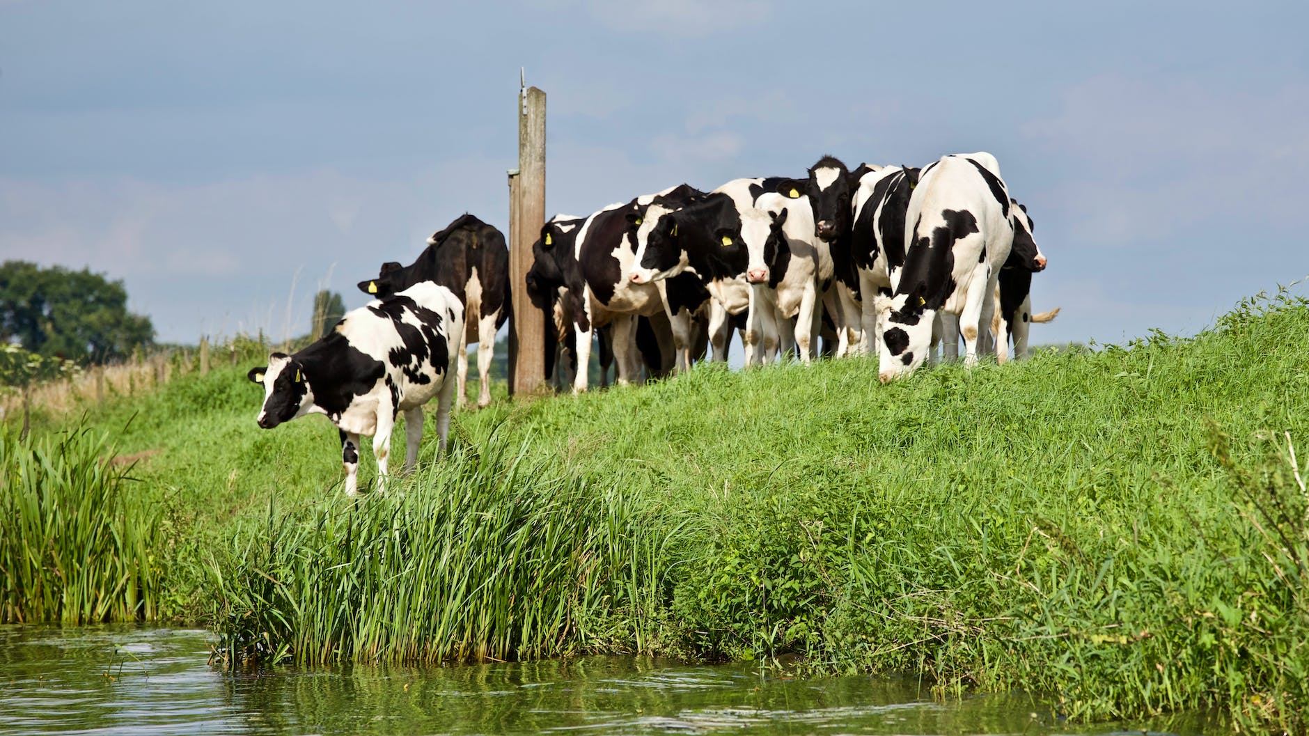 group of black and white cows near river