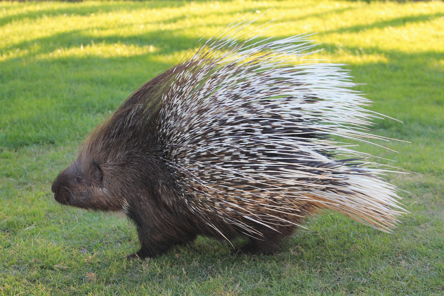 close-up photo of a porcupine on grass