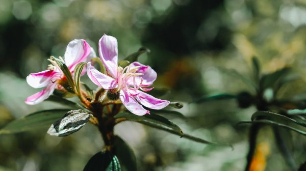 Photo by Duy Nguyen on Pexels.com