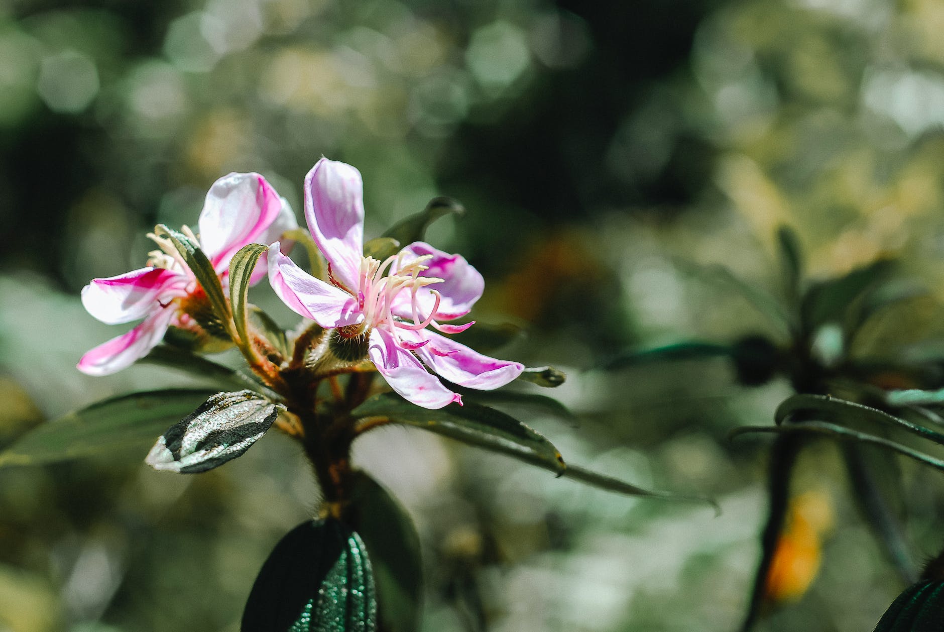 close up of purple myrtle flower