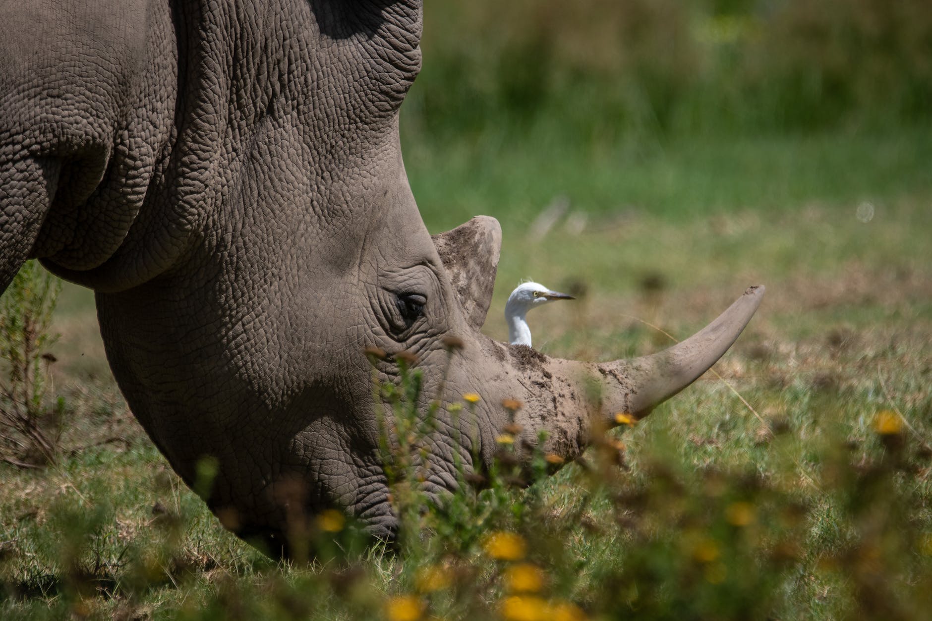 a head of a gray rhinoceros with a white bird