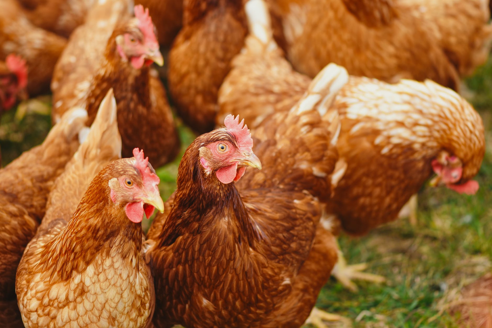 poultry