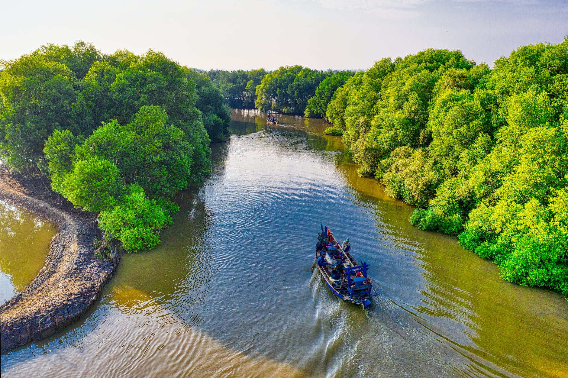 mangrove and river