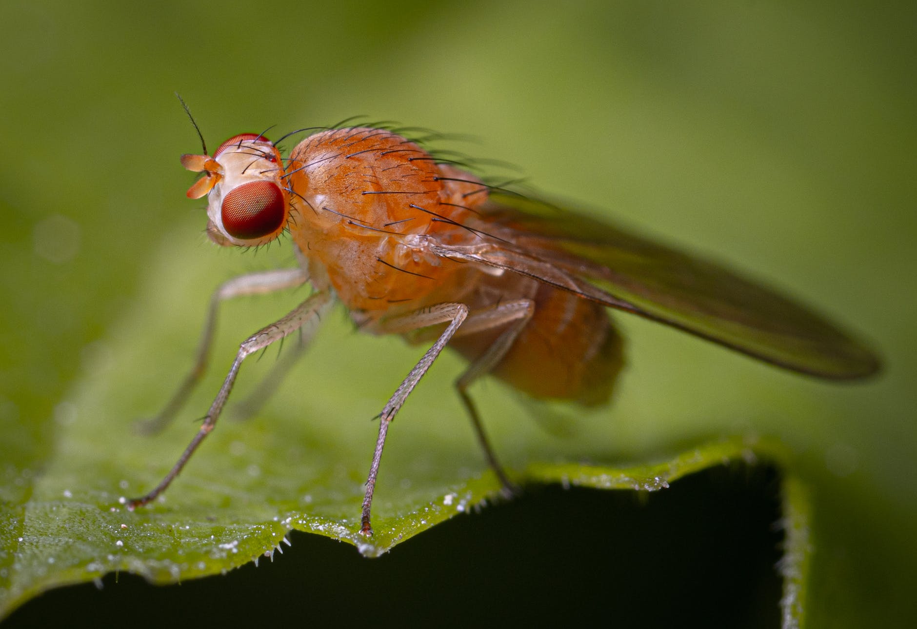 close up of fruit fly