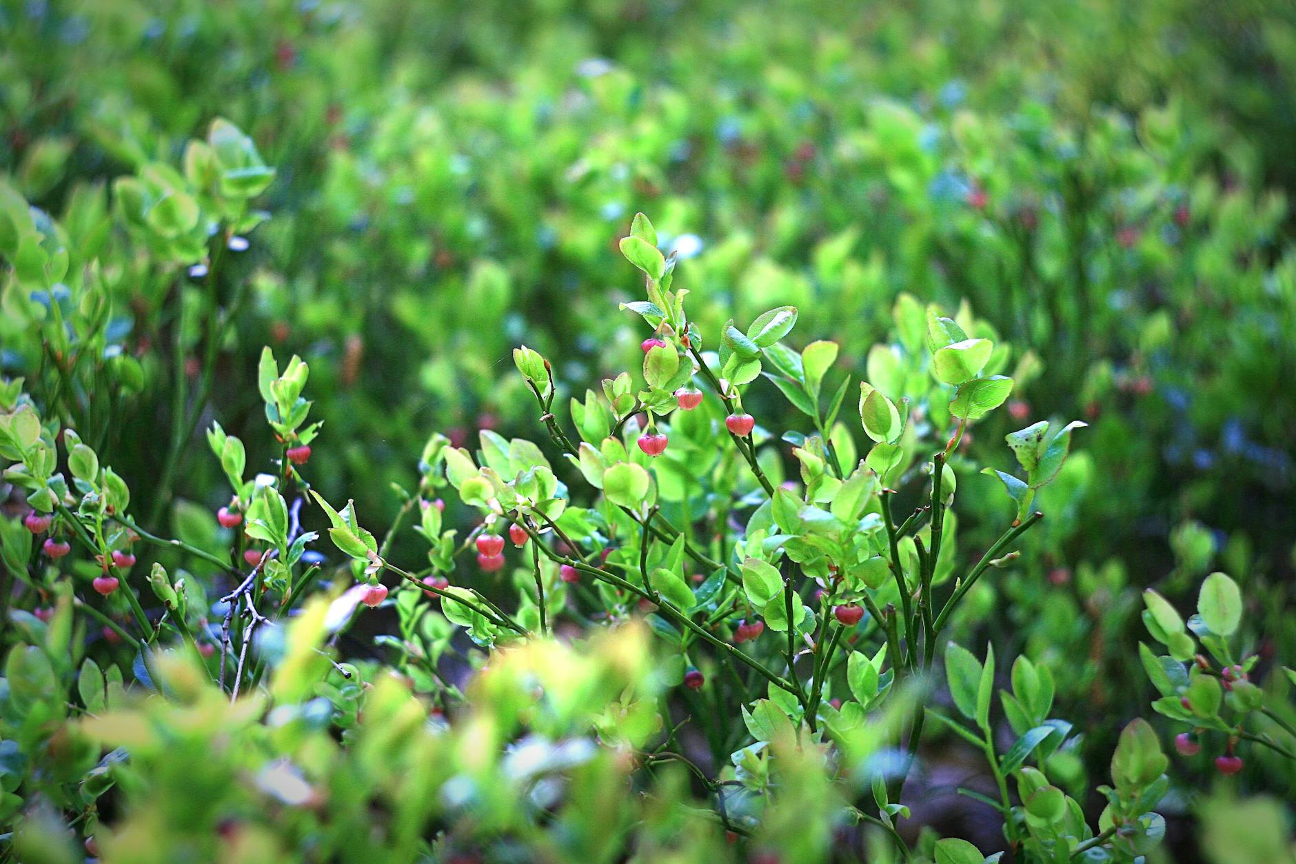 blueberry plants