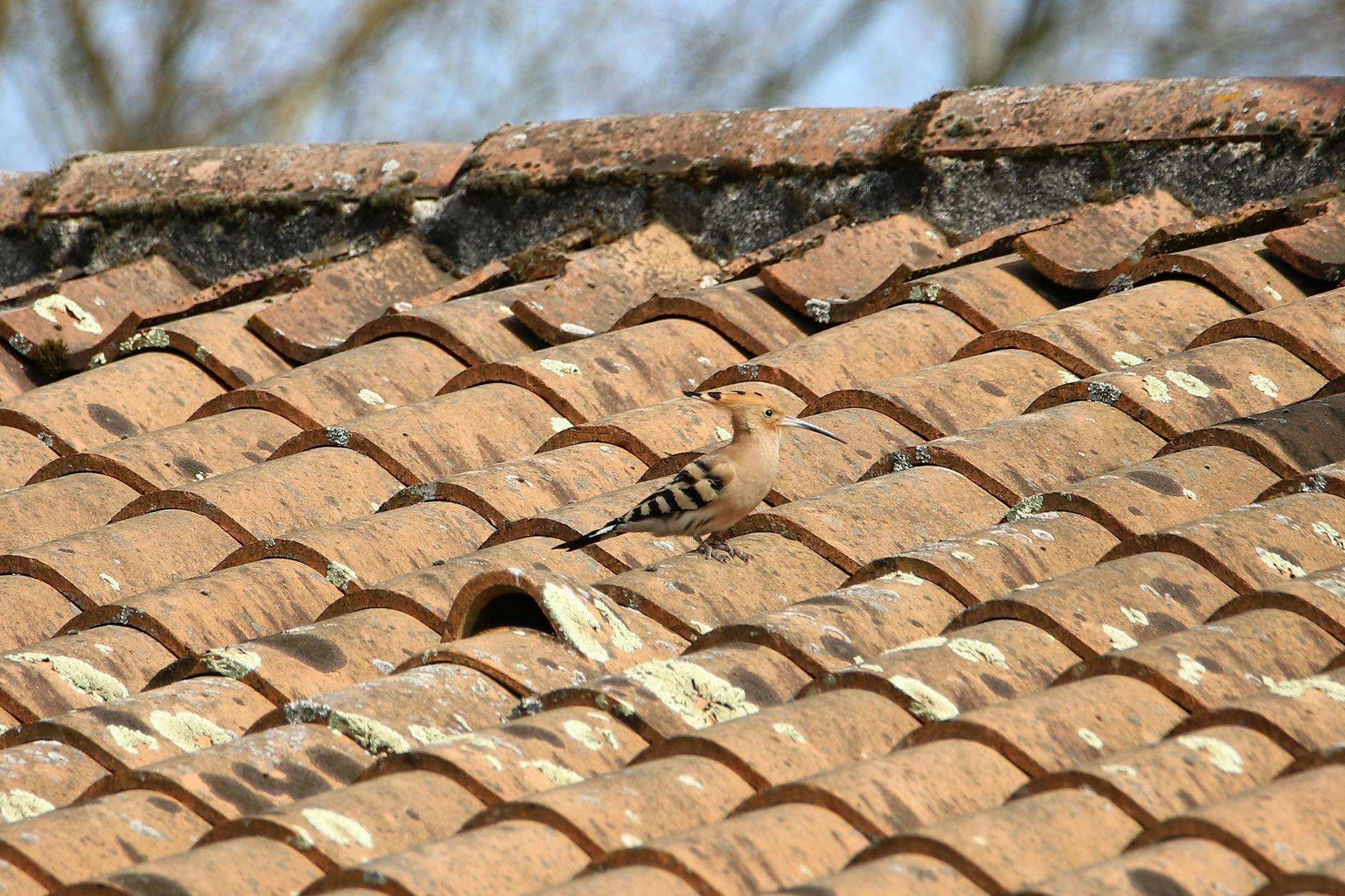 shingles