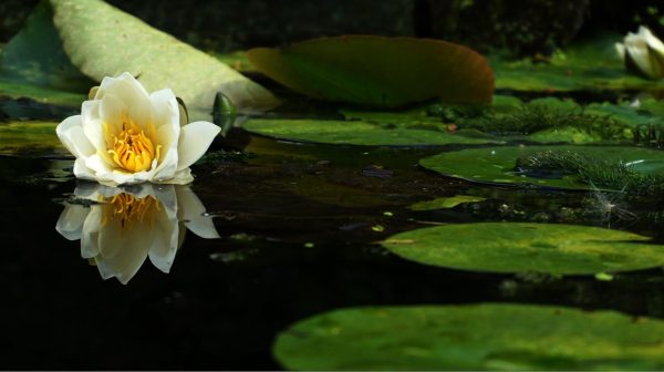 Photo by Suzy Hazelwood on Pexels.com