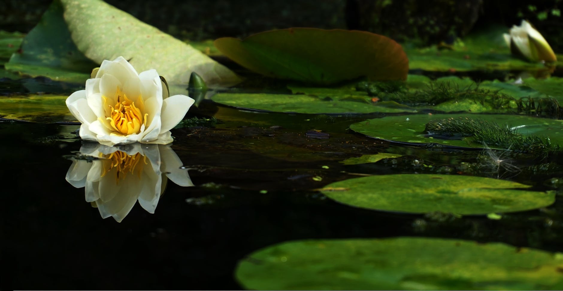 pond