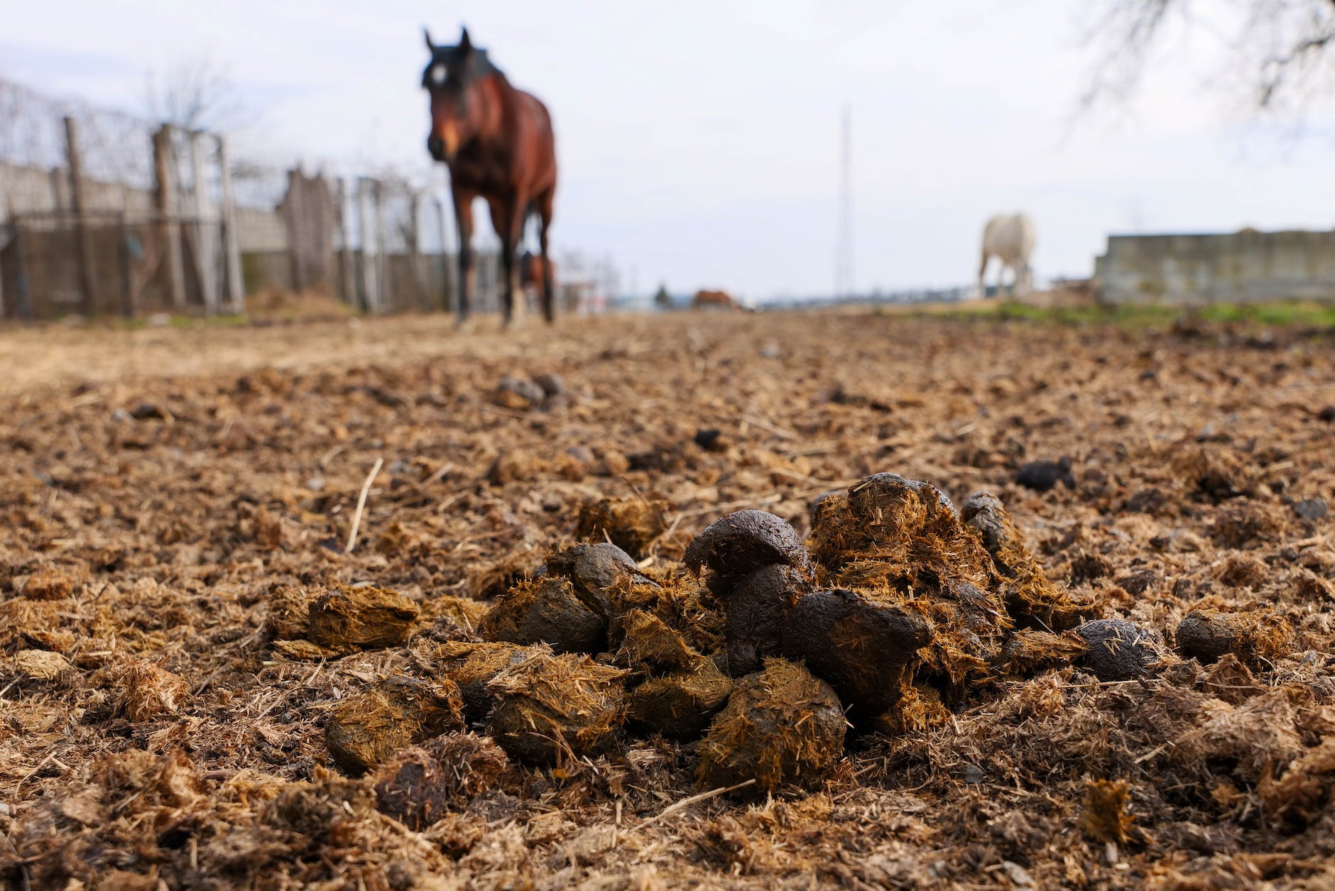 horse and feces on ground