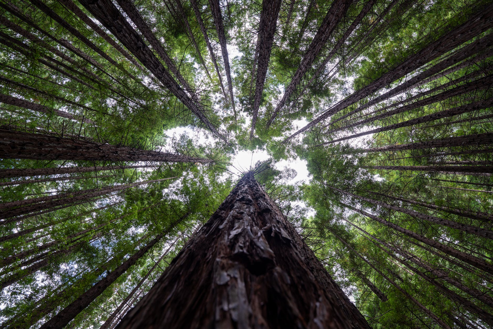 bottom up view of redwood trees