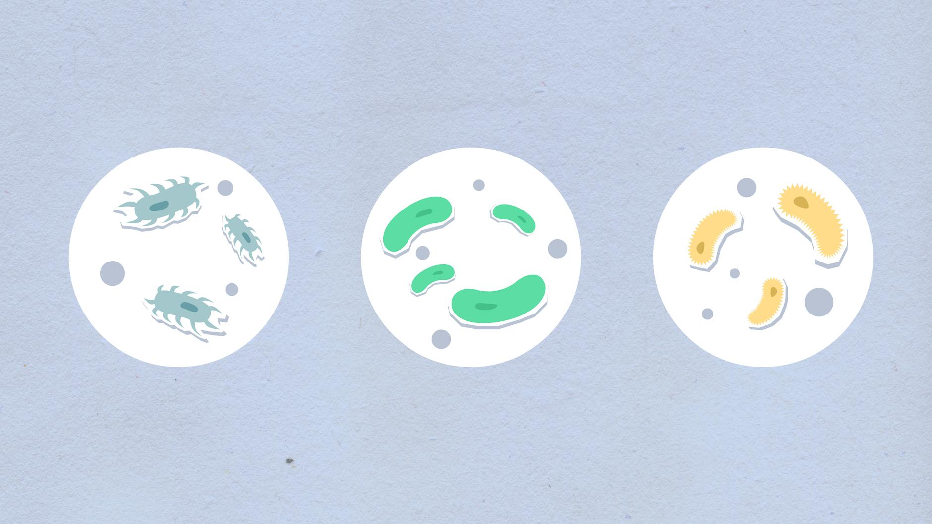 illustration of three dishes with different bacteria