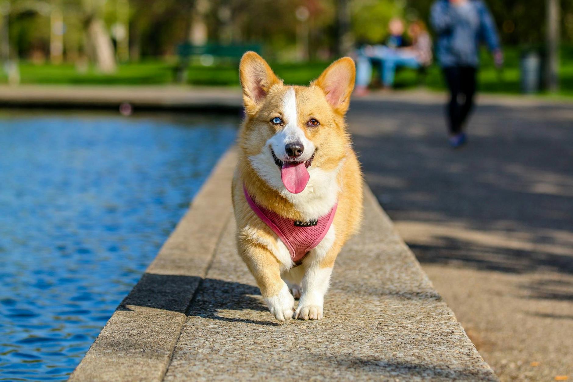 happy dog running toward camera