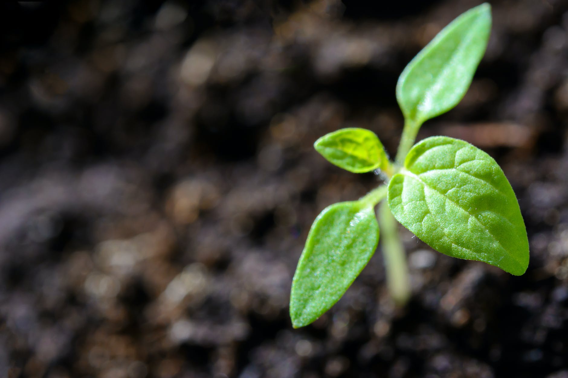 small plant in soil