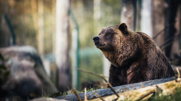 Photo by Janko Ferlic on Pexels.com