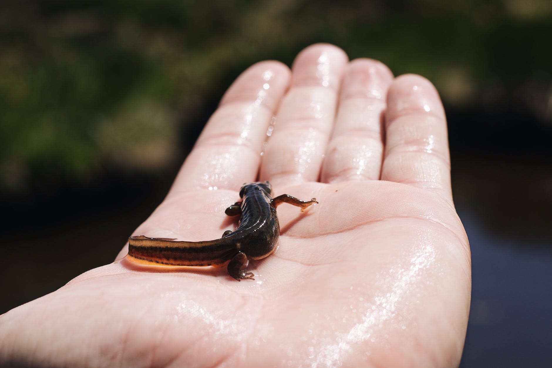open palm holding newt