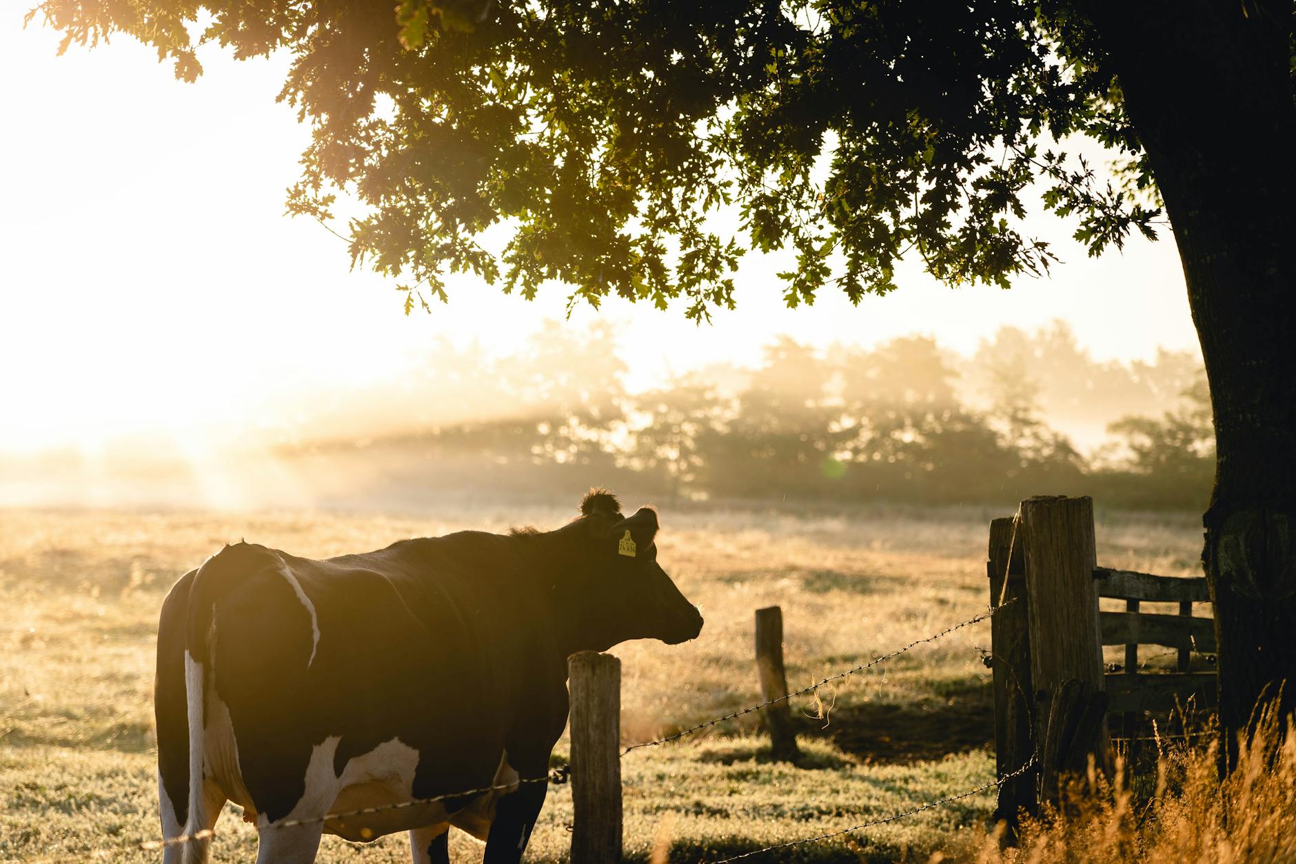 shadow of cow next to tree at sunset