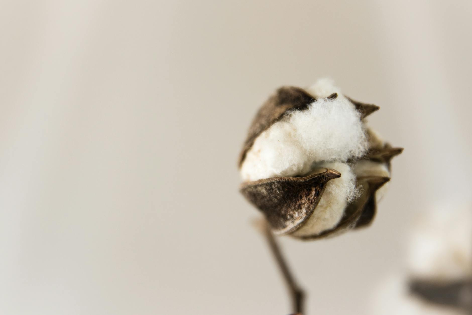 cotton plant