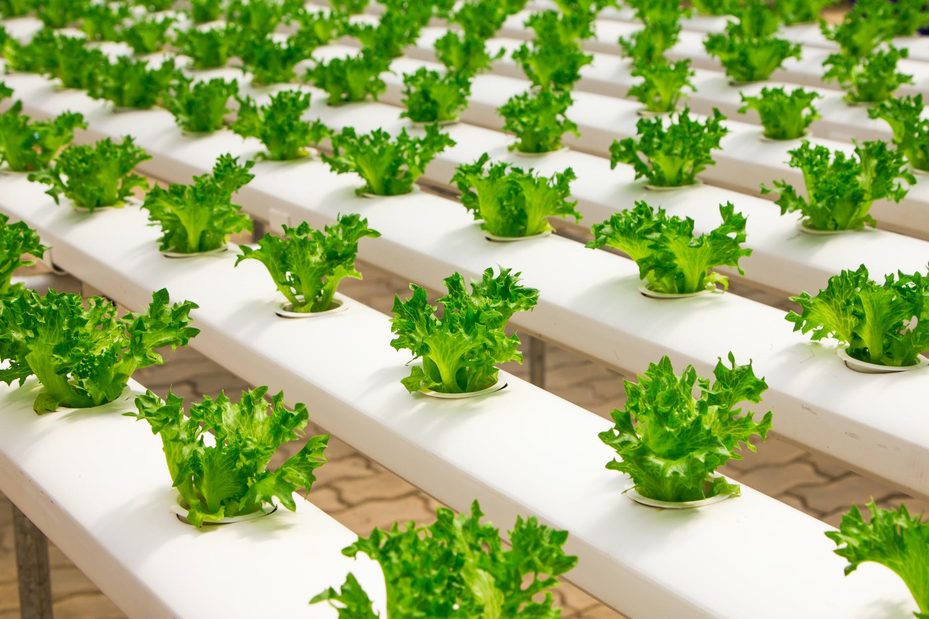 lettuce being grown in indoor greenhouse