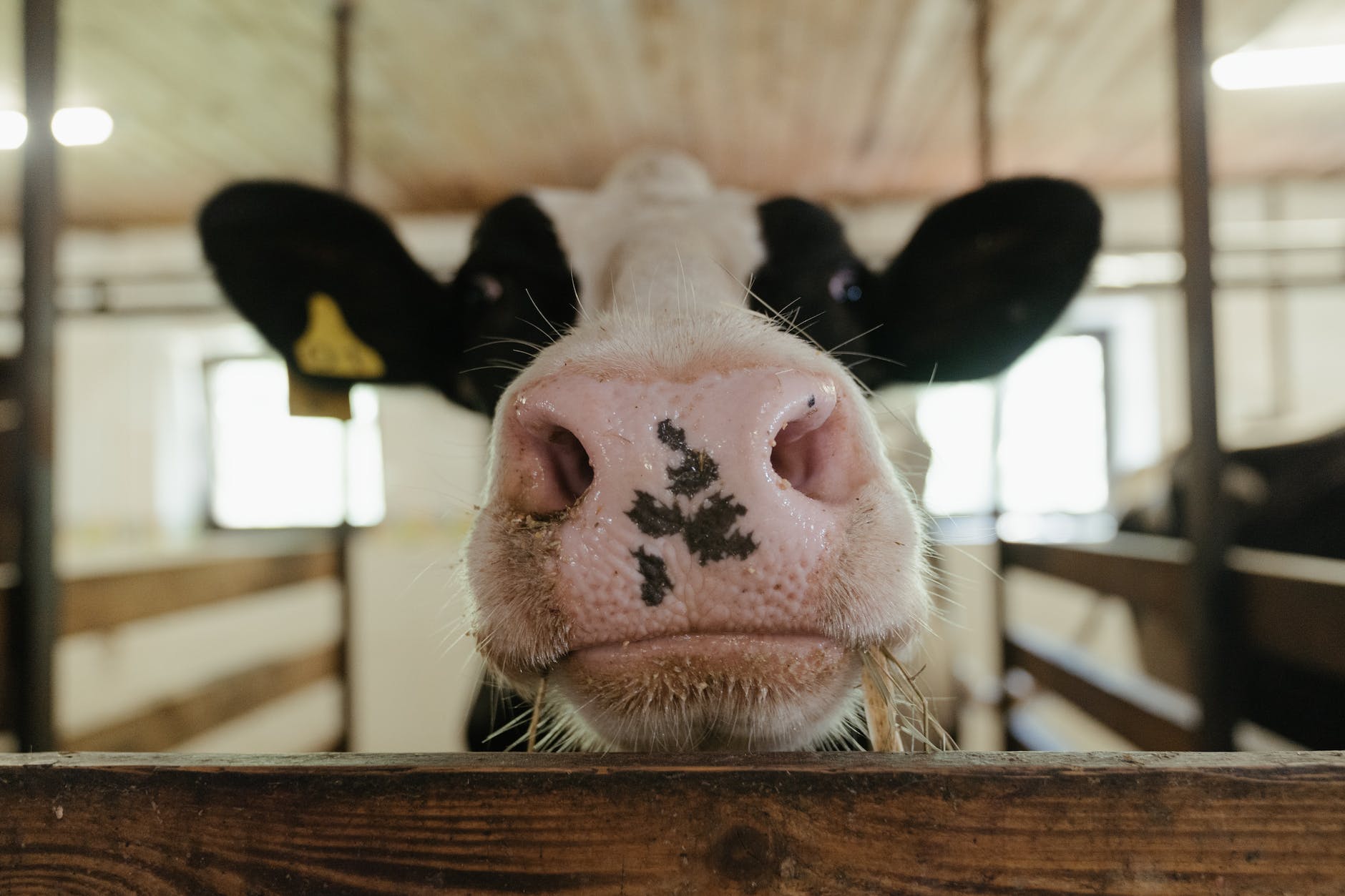 cow in farm